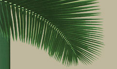 Bali Villas, Budget bali villas, bali accommodation and bali apartments